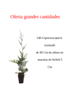oferta 140 leylandii m10
